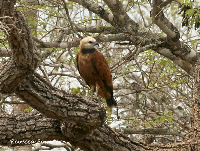 Black-collared Hawk in tree