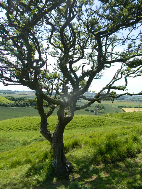 Tree where you veer Sandling to Wye