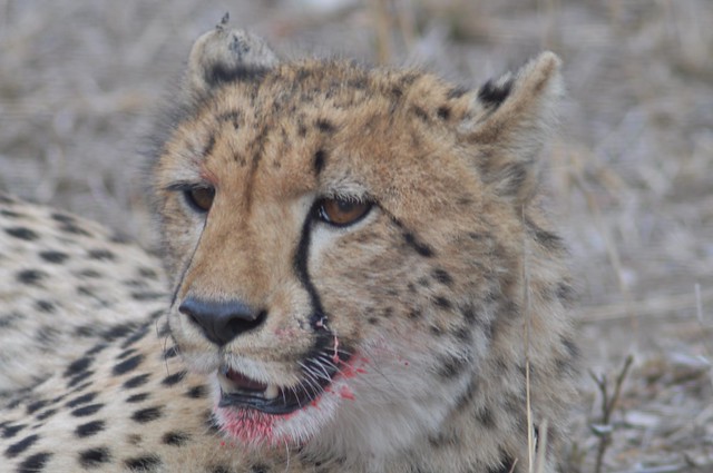 Cheetah (Thornybush, South Africa)