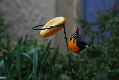 Backyard visitor | by Brooke Billick