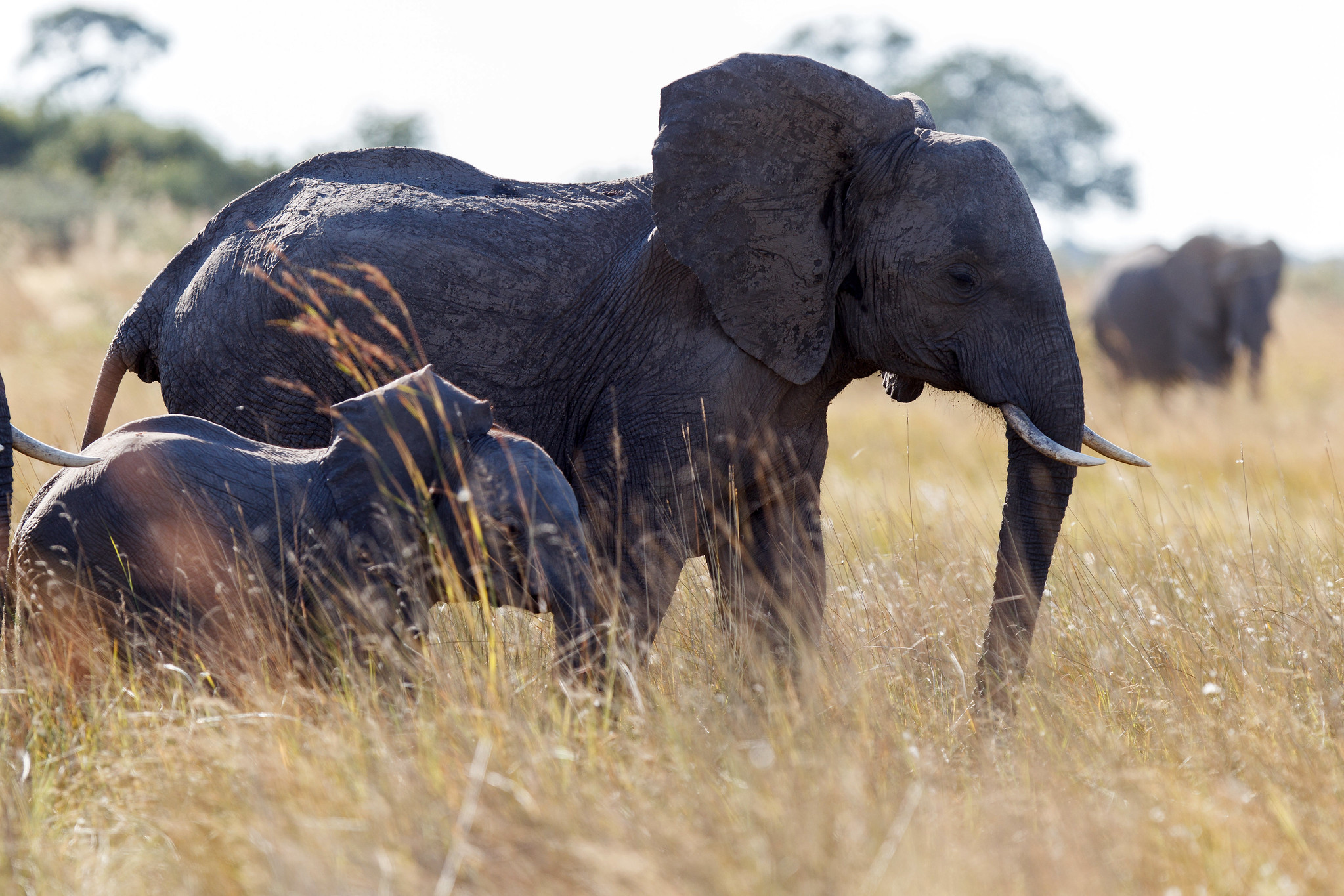 Elephant - Namibia