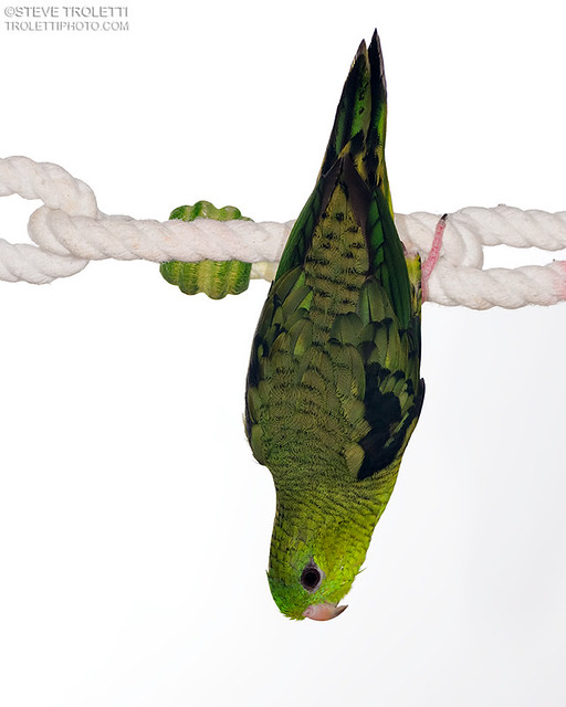 Pesto the Barred parakeet and Cross Polarization