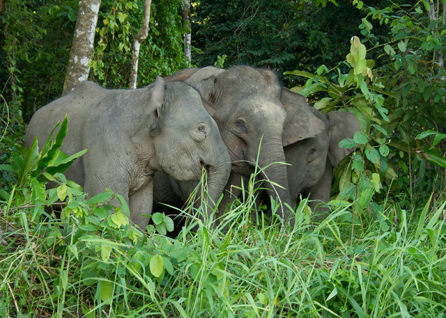 Bornean Pygmy Elephants - Elephas maximus borneensis