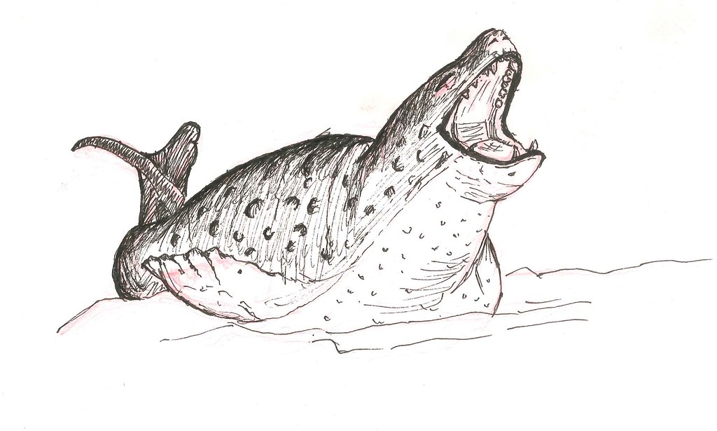 Faunal Frontier Draws Hydrurga Leptonyx Leopard Seal You. 