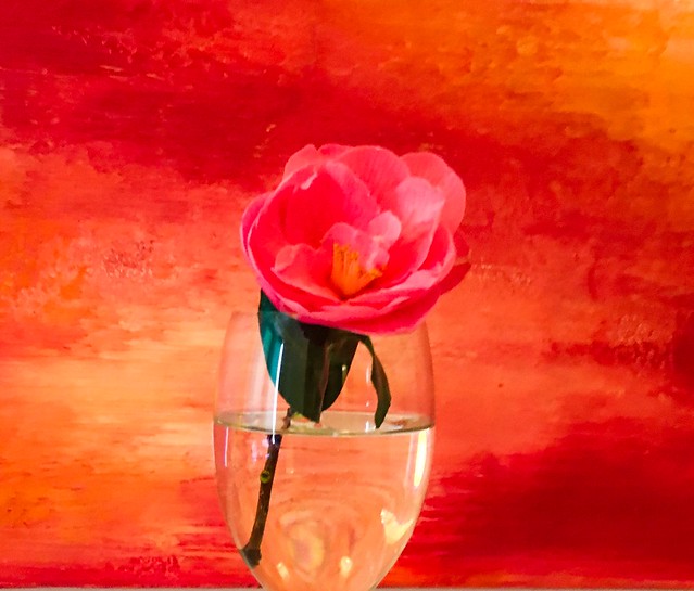 Camellia on a Dutch abstract!