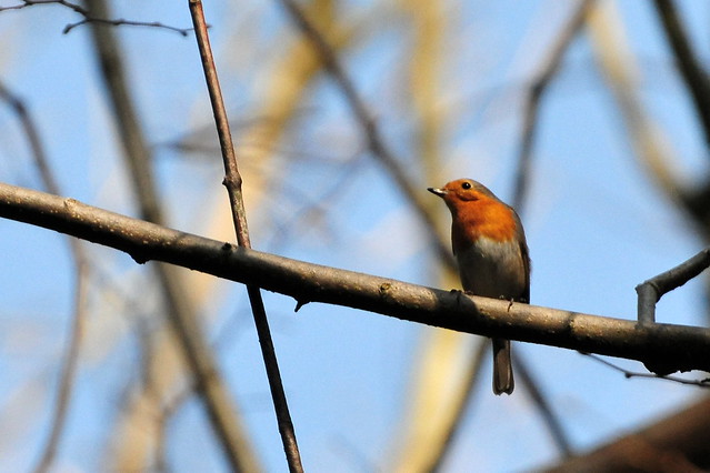 Rouge-gorge pensif - Medidative Robin