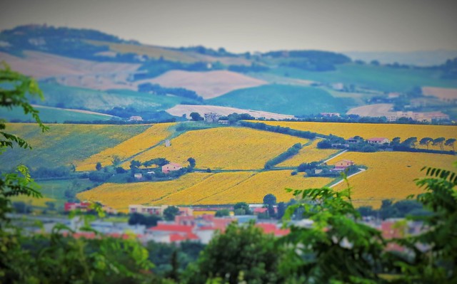 Italy, Marche, Ancona - sunflower growings -by Gianni Del Bufalo CC BY 4.0
