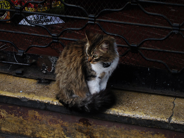 Cats of Valparaiso, Downtown.