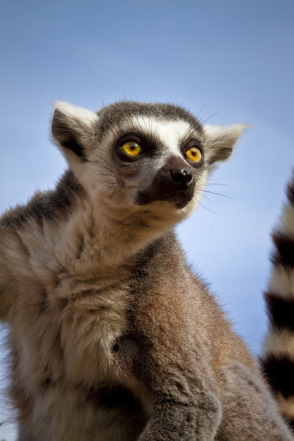 Unexpected Lemur In Photostream