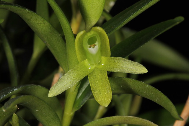 Aglossorrhyncha viridis 2014-08-02 03