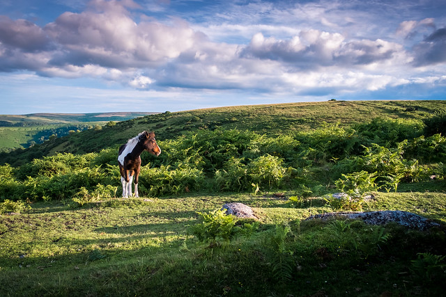 Foal on Dartmoor
