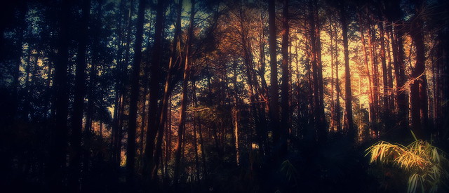 Dark forest #34