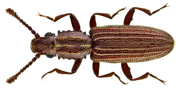 Oryzaephilus mercator (Fauvel, 1889)