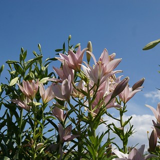 おはようございます 656 ユリ 百合 花言葉 純潔 優しいピンク色 ホッと一息 朝の癒しタイムです Flickr