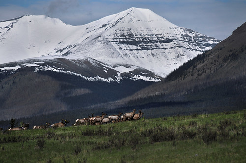 alberta rockies rockymountains canada canadian elk herd wildlife landscape nikon d300 sigma 18200 yahatinda sundre