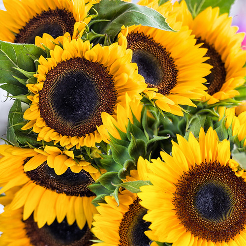 Helianthus #sunflower | Sunflower sunshine | Bill Dickinson | Flickr