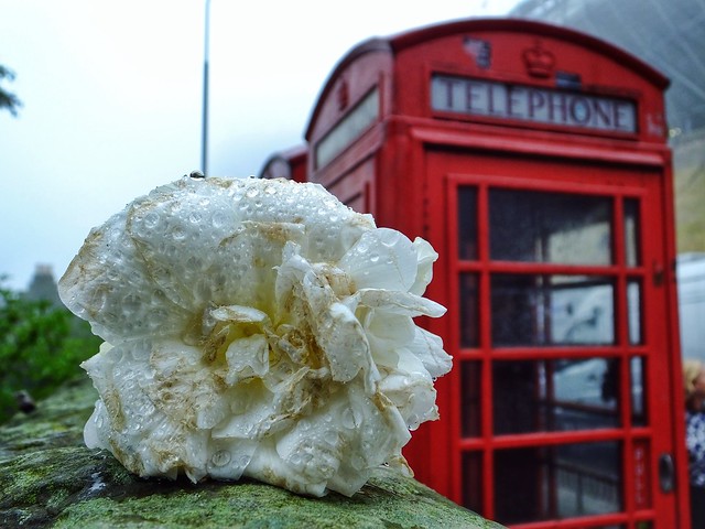Wet Flower and Phone Booth (Edinburgh, Scotland. Gustavo Thomas © 2014)