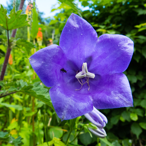 Canterbury bell flower in a garden