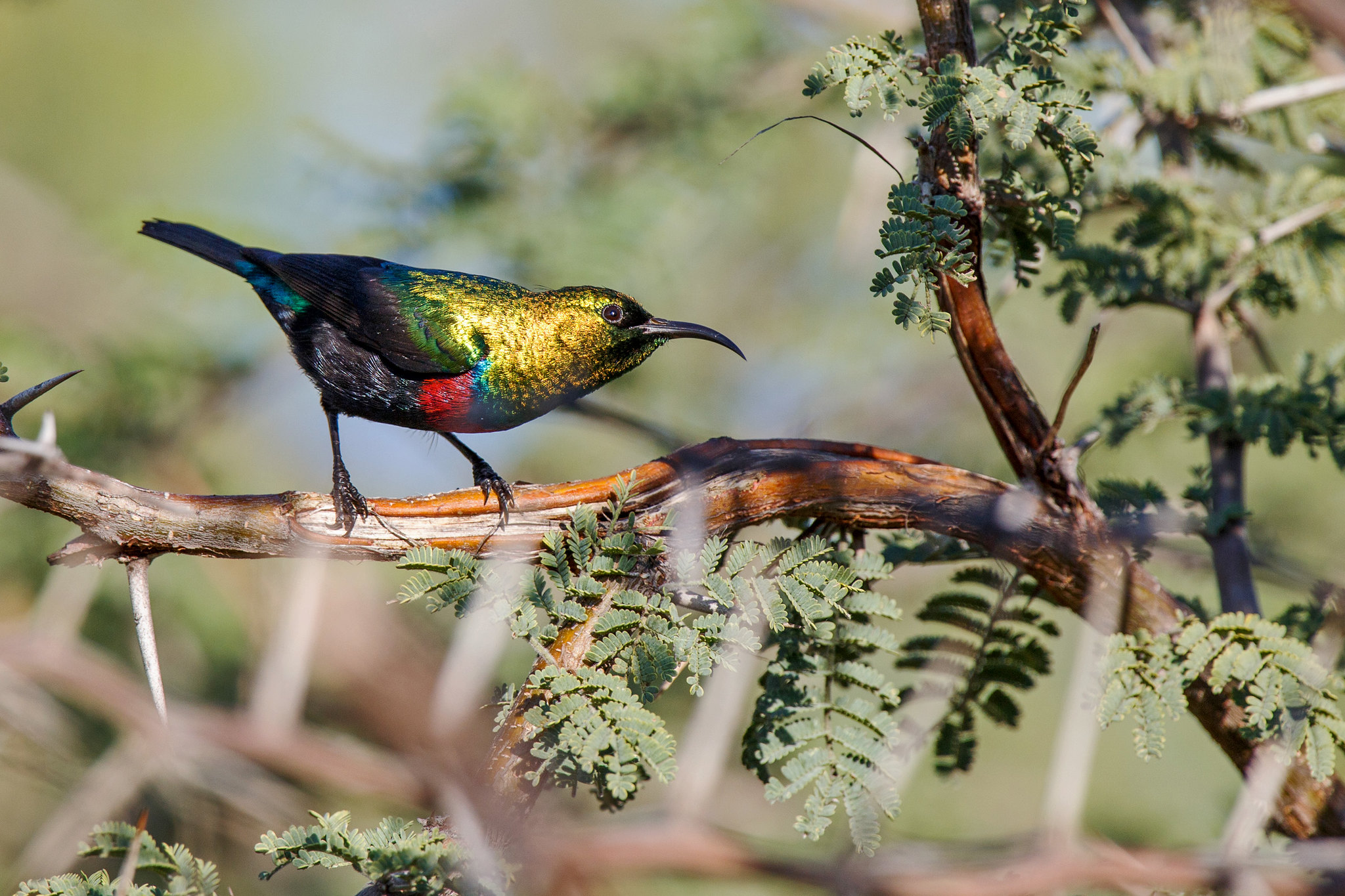 Marico Sunbird - Botswana