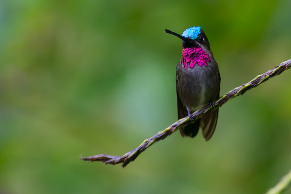 Picudo coronado (Heliomaster longirostris)