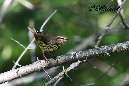 ngc waterthrush northernwaterthrush parulinedesruisseaux coth5 parkesianoveboracensis