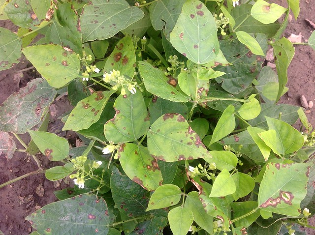 Lima bean (Phaseolus lunatus): Tan spot caused by Phoma exigua var. exigua (now Boeremia exigua)