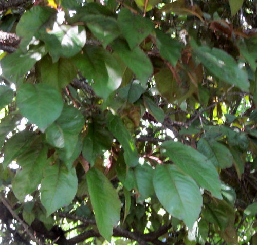 virginia trunk restarea prunuscerasifera interstate81 deepgreenleaves cherryplumtree summer2014 ovatewithsmoothedges roughtwisted