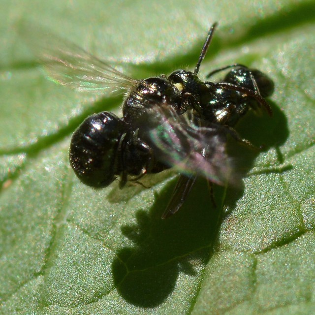 Mating pair of tiny Wild Bees (Anthophila, Hymenoptera) on a mint leaf in the garden