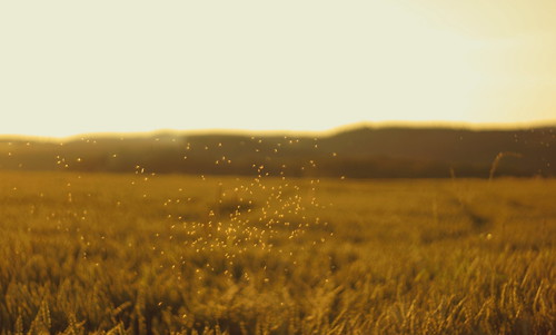 sunset 50mm golden bokeh sony cosina insects fields luxembourg manualfocus luxemburg nex f17 manuallens m42mount lieler cosinon50mmf17 emount nex5r sonynex5r lewist584