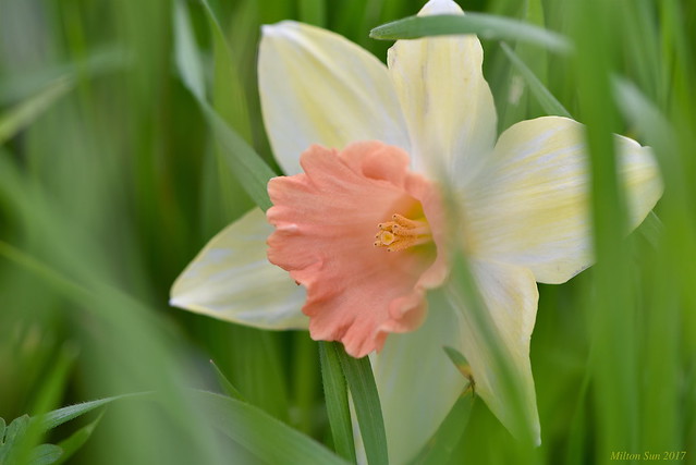 Spring - Daffodils 1