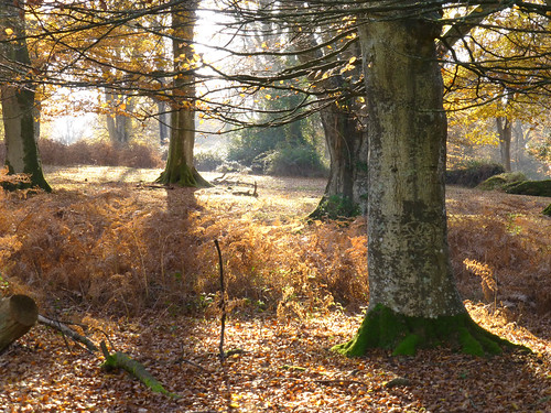 autumn trees england hampshire newforest brockenhurst newforestnationalpark
