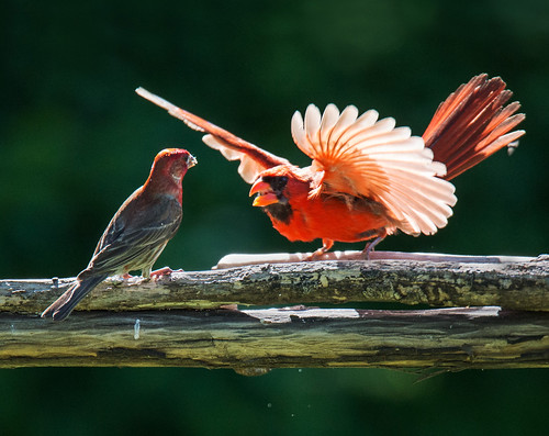 cardinal cardinalinflight redbird malecardinalinflight finch tamron150600lens nikond4 northerncardinal tammy
