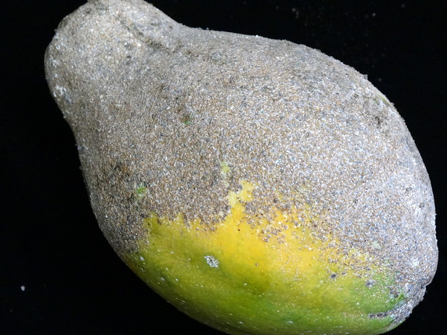 Papaya (Carica papaya): Pseudoparlatoria ostreata Cockerell, gray scale