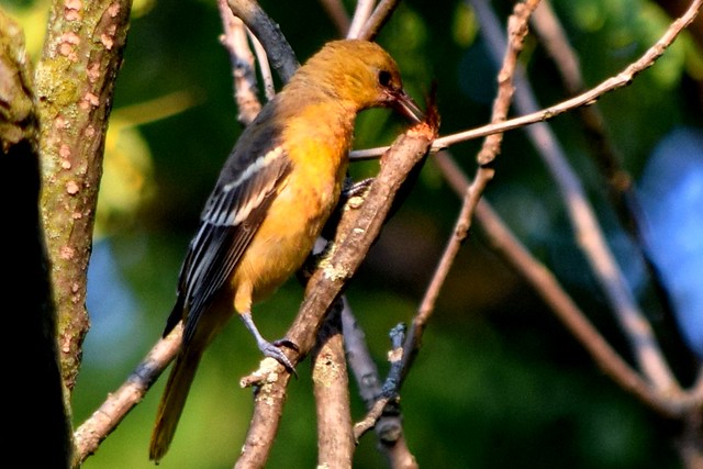 Young Baltimore Oriole Eating End of Branch at Urquhart Butterfly Garden in Dundas