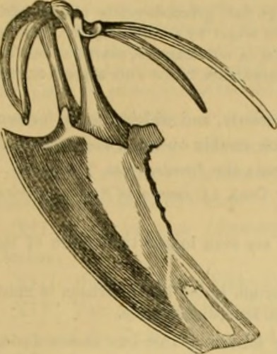 Paternoster