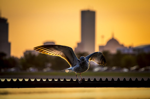 sunset castle boston island seagull