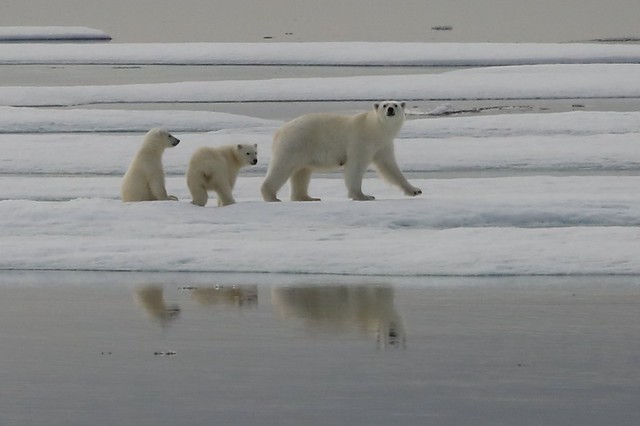 Polar Bear Mother and Her Year Old Twin Cubs Ice Floe Canadian High Arctic