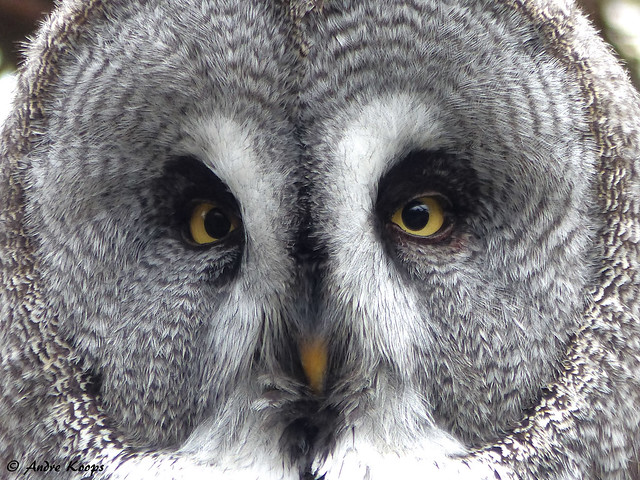 Great grey owl ( close up ) - Zoo Nordhorn