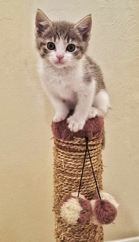 foster kittens | by jazzmo-domestic
