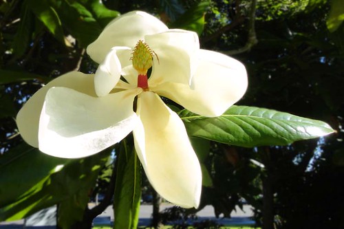 Finnerty Gardens Magnolia sieboldii