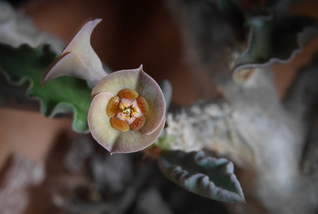 Tiny flower of the Euphorbia capsaintemariensis