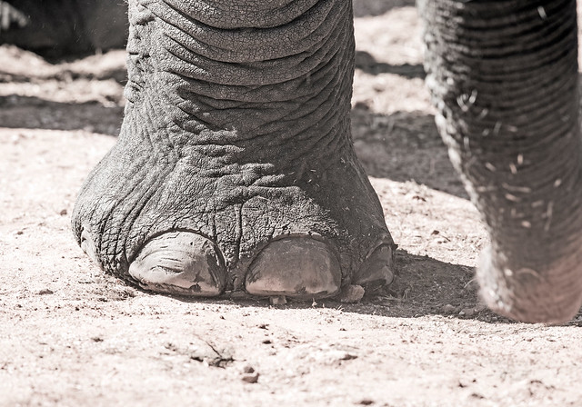Elephant, Loxodonta africana, Ivory Lodge, Hwange National Park, Zimbabwe