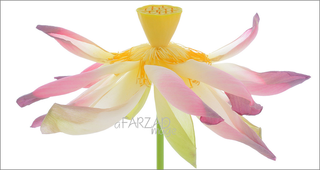 Lotus Flower - DD0A8345-1000