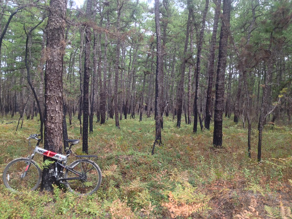 Mullica River Trail (yellow)