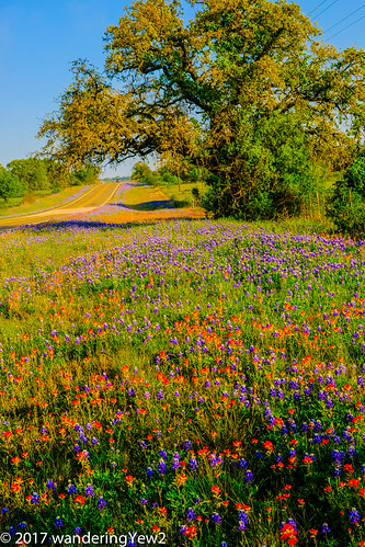 hillcountry llanocounty texas texashillcountry texaswildflowers bluebonnet flower indianpaintbrush wildflower fujixpro2