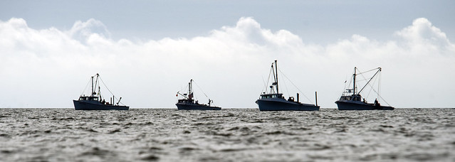 Shellfishing Fleet