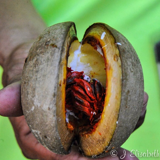The #fruit of the #cahal_pech tree - known as  horse ball…