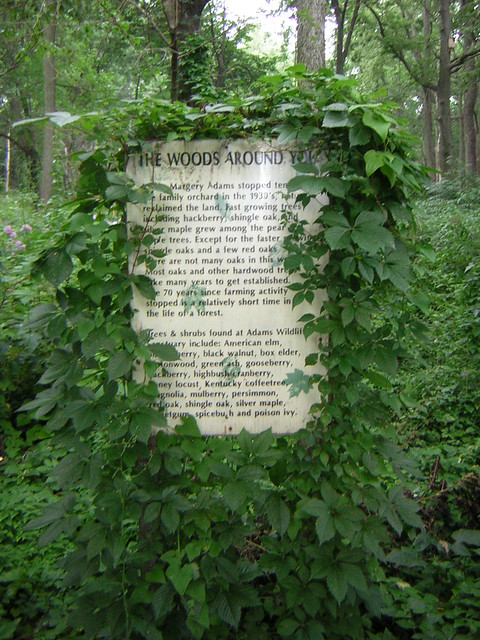 The Woods Around You