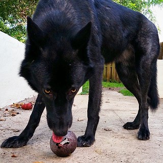 #lunathewolfdog found the treat ball | Luna hanging out with… | Flickr