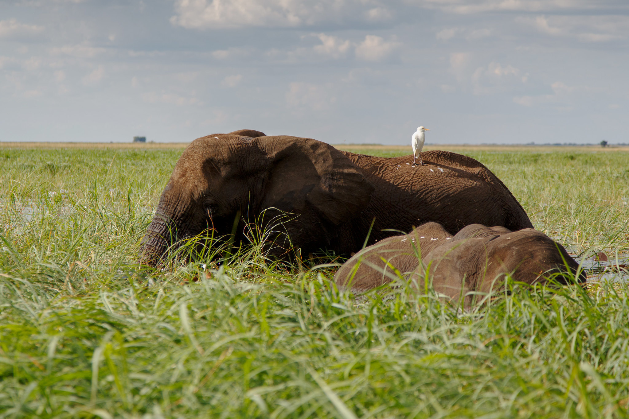Elephant - Botswana